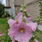 Alcea roseaFlower