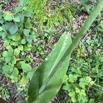 Turritis brassica Leaf