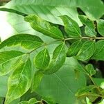 Albizia gummifera Leaf