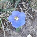 Linum pratense Кветка