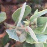 Arctostaphylos columbiana ᱥᱟᱠᱟᱢ