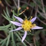 Galatella sedifolia Flower