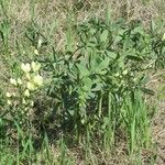 Baptisia bracteata Habit