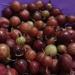 Ribes uva-crispa Vili