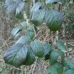 Rubus macrophyllus Blad