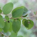 Ziziphus mucronata ഇല