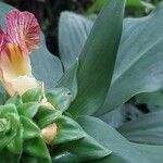 Costus laevis Cvet