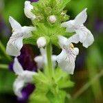 Stachys spinulosa Blodyn