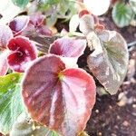 Begonia cucullata Leaf