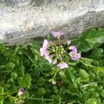 Cardamine raphanifolia Květ