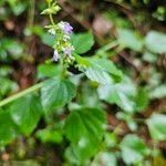 Cantinoa mutabilis Flower