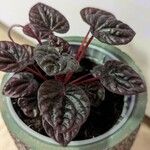 Peperomia caperata 葉