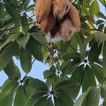 Ceiba pentandra 果實
