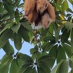 Ceiba pentandra Frukto