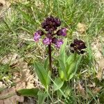 Orchis purpurea Kukka