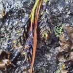 Carex atrofusca Kukka