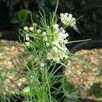 Asclepias pumila Blomst
