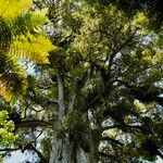 Podocarpus totara Feuille