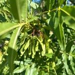 Fraxinus angustifolia Ліст