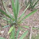 Yucca rupicola Лист