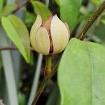Magnolia figo Flor