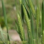 Triticum monococcum Fula