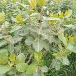 Catha edulis Φύλλο