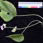 Begonia picta Іншае