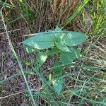 Galeopsis tetrahitLeaf