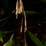 Streptochaeta spicata Fruto