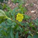 Zizia aurea Flower