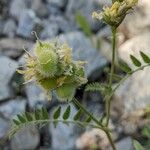 Astragalus cicer Vili