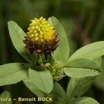 Trifolium spadiceum Arall