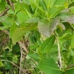 Searsia natalensis Leaf