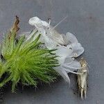 Echium italicum Floare