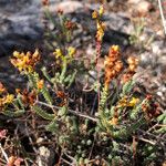 Hypericum ericoides Leaf