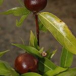 Alibertia edulis Fruit