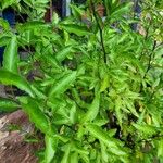 Solanum jasminoides Хабит