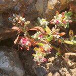 Polygonum plebeium Habitus