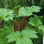 Gunnera manicataLehti