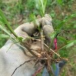Paspalum fimbriatum Лист