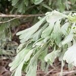 Artemisia tridentata Ліст