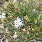 Dianthus arenarius ᱵᱟᱦᱟ