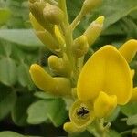 Sophora tomentosa Flor