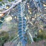 Sophora denudata Hoja