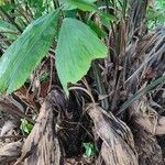 Wallichia oblongifolia Tervik taim