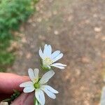 Stellaria palustrisFlower