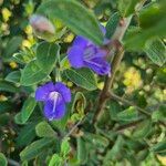 Barleria ventricosa Flower