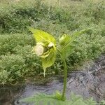Cirsium oleraceum Flor