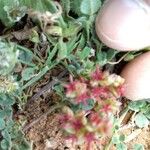 Sedum cespitosum Flower